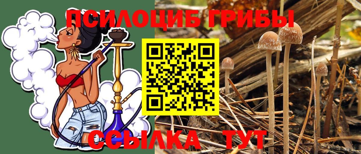 Псилоцибиновые грибы GOLDEN TEACHER Коркино